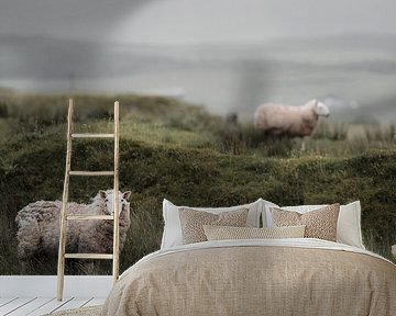 Sheep in Scotland V by fromkevin