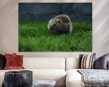 Hedgehog photographed in nature by Armin Wolf