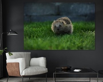 Watching hedgehog by Armin Wolf
