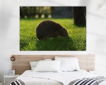 Hedgehog by Armin Wolf