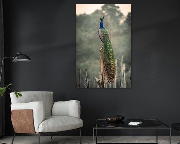 Peacock in the wild in Sri Lanka by Jan Schuler