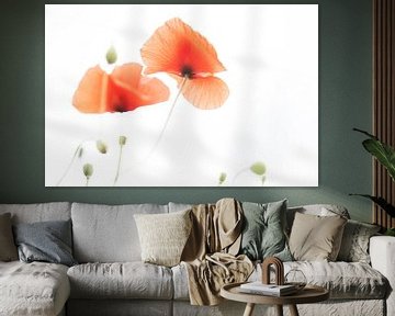 Mohn - Papaver 2022 - 8.1 von Danny Budts