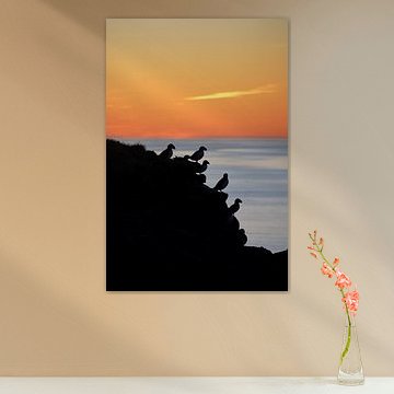 Macareux dans le soleil de minuit