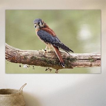 American kestrel