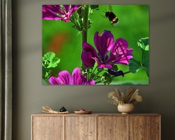 Hollyhock visitor