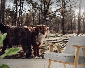 Schotse Hooglander in de ochtendzon van Carlijn Oostermeijer