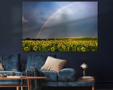 Sunflower field under rainbow by Daniela Beyer