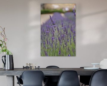 Bloeiende lavendel in de Provence van Jurjen Jan Snikkenburg