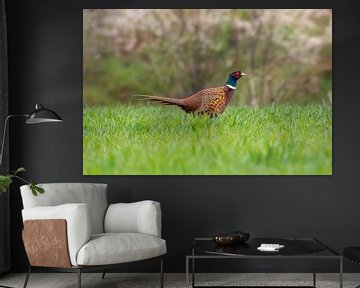 Pheasant rooster on a meadow in spring by Mario Plechaty Photography