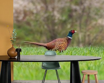 Pheasant rooster on a meadow in spring by Mario Plechaty Photography