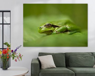 Gros plan sur une grenouille arboricole sur Steffie van der Putten