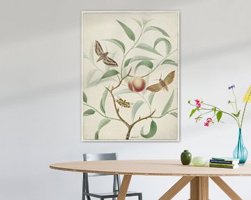 Pfirsich auf einem Zweig mit zwei Schmetterlingen und einer Libelle, Hermanus de Wi