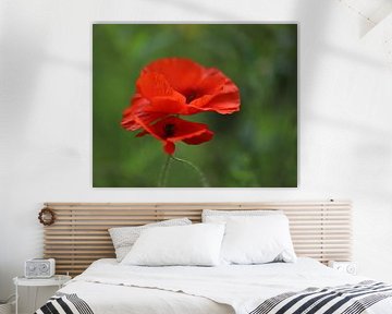 Mohnblume von MY Scholtmeijer