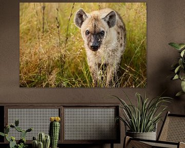 hyène ... yeux & oreilles sur Meleah Fotografie
