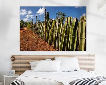 Creatieve omheining van cactus. van De wereld door de ogen van Hictures