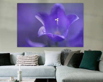 Take a closer look (detailopname van een campanula)