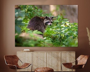 A raccoon sits in the green forest by Mario Plechaty Photography