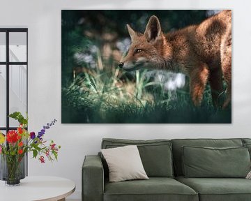 Schöner Fuchs auf dem Lande schaut voraus von Jolanda Aalbers
