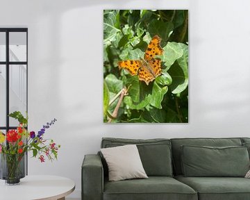 Portret foto van gehakkelde aurelia vlinder van Marco Dekkers