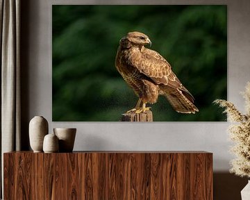 Buizerd in het ochtendlicht van Tanja van Beuningen