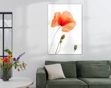 Mohn - Papaver 2022 - 12.1 von Danny Budts