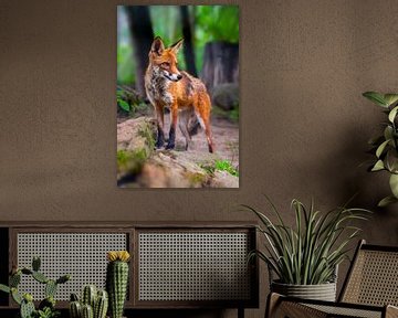 young red fox standing in forest by Mario Plechaty Photography