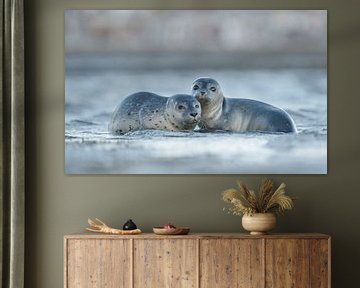 Jonge zeehonden aan de Noordzeekust van Madleen Sophie