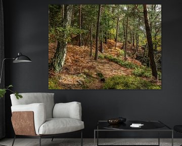 Quirl, Saxon Switzerland - Forest Oberer Rundweg by Pixelwerk