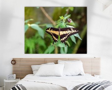 Königs-Schwalbenschwanz (Papilio thoas) auf einem Blatt von Animaflora PicsStock