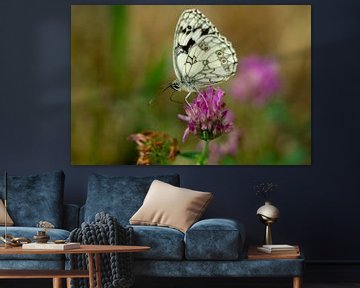 Vlinder op een klaver van Animaflora PicsStock