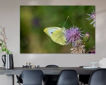 Citroenvlinder (Gonepteryx rhamni) op een distel van Animaflora PicsStock