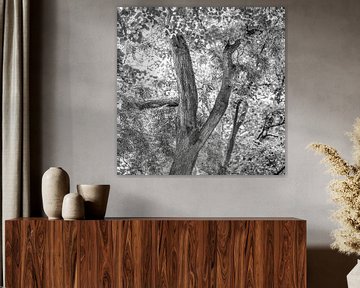 Een boomstam en bladerdek in zwart wit van Harrie Muis