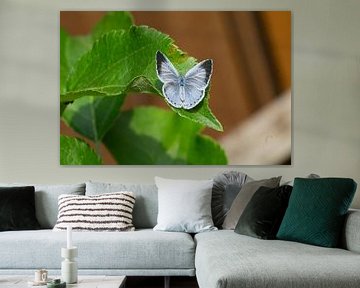 Azuré du paludisme Celastrina argiolus sur une feuille sur Animaflora PicsStock