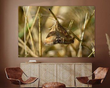 Chouette gamma Autographa gamma dans une prairie sur Animaflora PicsStock