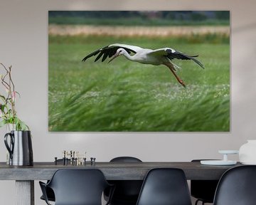 Ooievaar landing / Landing Stork