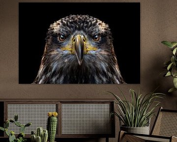 Portret van een adelaar op een zwarte achtergrond van SonjaFoersterPhotography