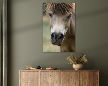 Portret van een bruin paard van Sonja Foerster-Odenthal
