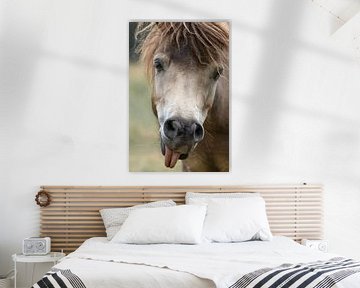 Grappig portret van een bruin paard van Sonja Foerster-Odenthal
