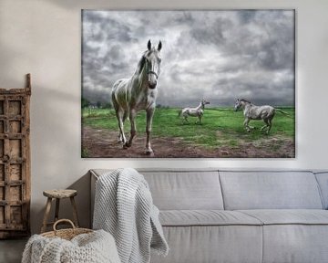 Witte paarden in Hollands landschap van Marcel van Balken