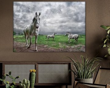 Witte paarden in Hollands landschap