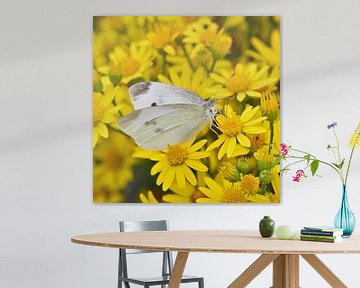 Vlinder witje tussen gele bloemen (vierkant) van SchoutenFoto