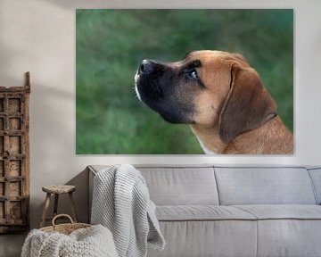 Zijwaarts portret van een hond van SonjaFoersterPhotography
