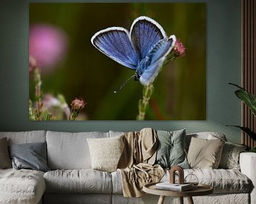 Schmetterling Heidekraut Blau von SchoutenFoto