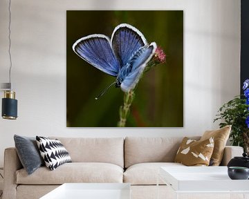 Butterfly Heath Blue (square)