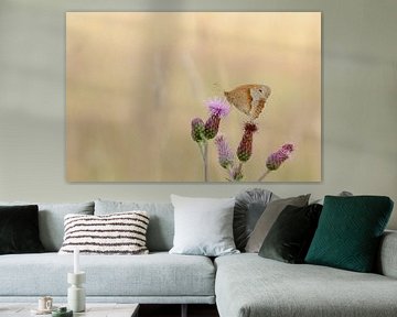 Schmetterling auf lila Blüten im Morgenlicht / Naturfotografie von Anke Sol