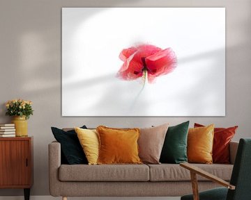 Mohn in Weiß 3