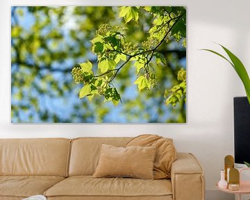 Kolchische esdoorn, Acer cappadocicum