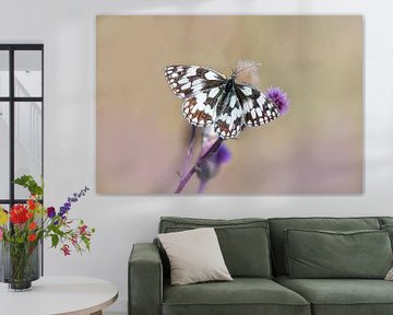 Papillon à damier sur un chardon