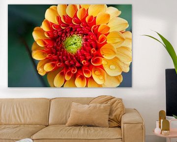 Dalia by Vincent Bazen