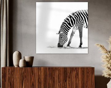 Zebra in schwarz-weiß von Leny Silina Helmig